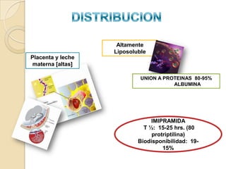 Altamente
                   Liposoluble
Placenta y leche
 materna [altas]

                            UNION A PROTEINAS 80-95%
                                       ALBUMINA




                                IMIPRAMIDA
                             T ½: 15-25 hrs. (80
                                protriptilina)
                           Biodisponibilidad: 19-
                                    15%
 