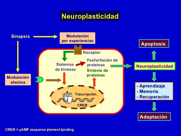 https://image.slidesharecdn.com/depresionyneuroplasticidad-111202190017-phpapp02/95/depresion-y-neuroplasticidad-39-728.jpg?cb=1322877128