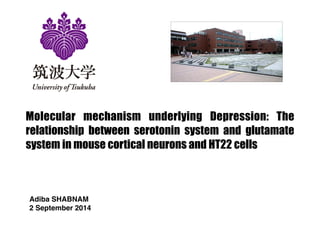 Molecular mechanism underlying Depression: The 
relationship between serotonin system and glutamate 
system in mouse cortical neurons and HT22 cells 
Adiba SHABNAM ! 
2 September 2014! 
! 
 