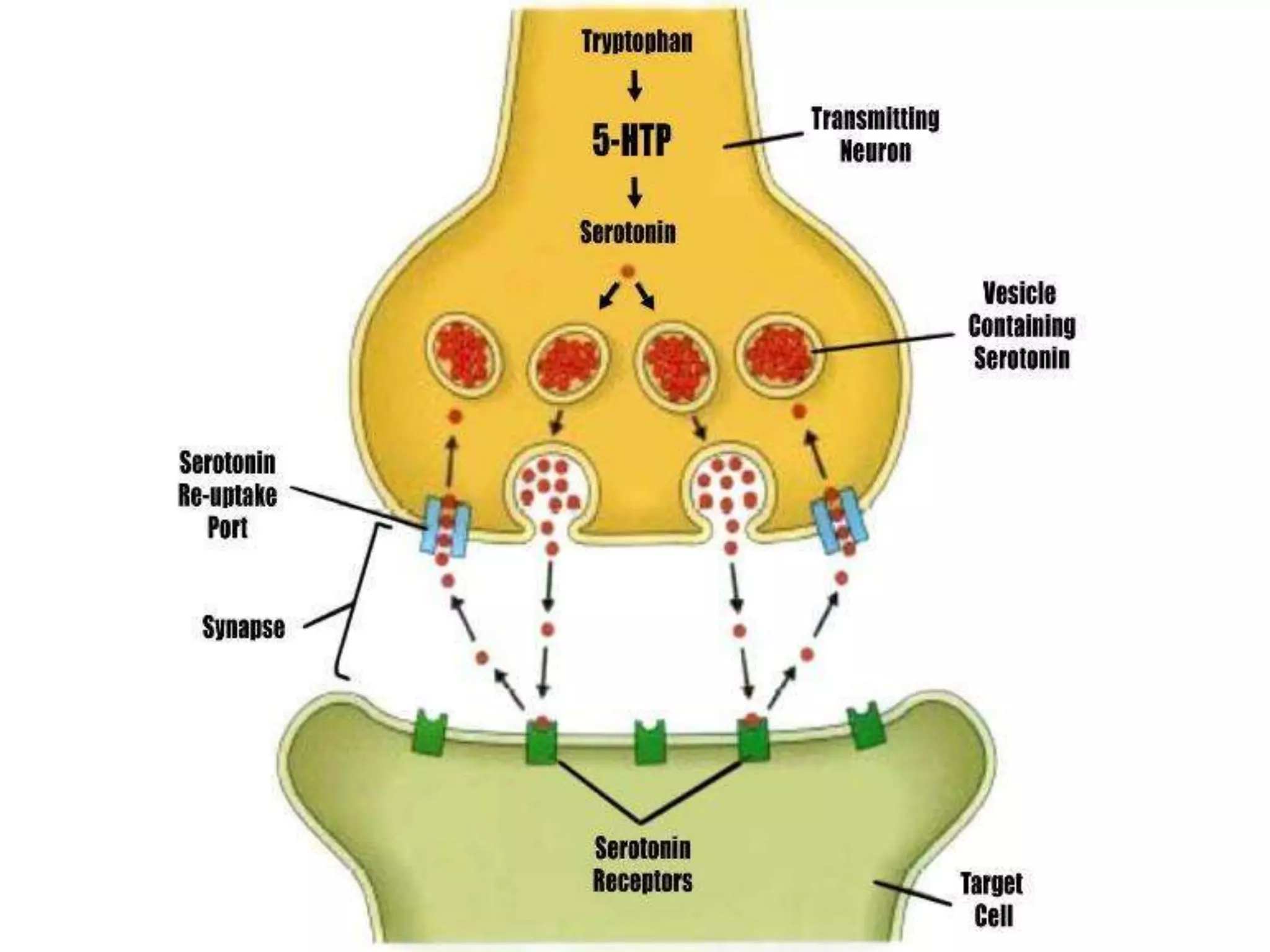 Depression and SSRI's