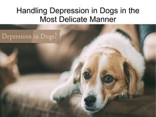 Handling Depression in Dogs in the
Most Delicate Manner
 