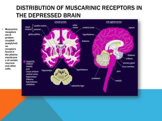 DISTRIBUTION OF MUSCARINIC RECEPTORS IN
            THE DEPRESSED BRAIN

• Muscarinic
  receptors
  are G
  protein-
  coupled
  acetylcholi
  ne
  receptors
  found in
  the plasma
  membrane
  s of certain
  neurons
  and other
  cells.
 