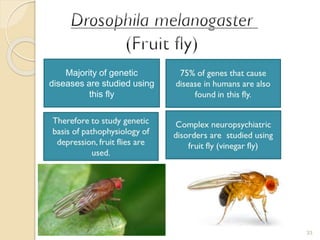 33
Majority of genetic
diseases are studied using
this fly
 