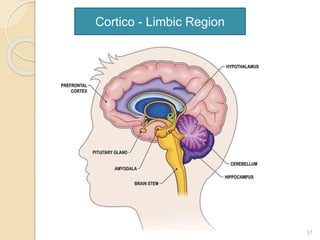 37
Cortico - Limbic Region
 