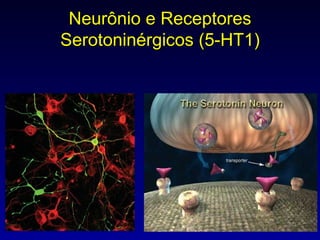 Neurônio e Receptores Serotoninérgicos (5-HT1) 