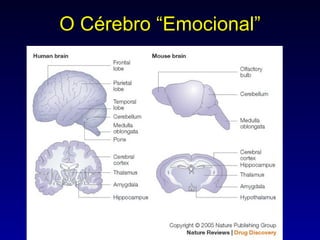 O Cérebro “Emocional” 