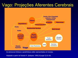 Vago: Projeções Aferentes Cerebrais   As estruturas límbicas e paralímbicas estão representadas em laranja. Adaptado a partir de Rutecki P.  Epilepsia.  1990;31(suppl 2):S1-S6. Vago Trato Solitário Tálamo Insula, Giro Cingulado anterior, Córtex Orbitofrontal Amígdala Núcleo do Trato Solitário Gãnglio Nodoso Area Postrema Nucleus Cuneatus DMN Medula Espinhal Formação Reticular Medial Bulbo Ponte Hipocampo Hypotálamo Parabrachial Nucleus Locus Coeruleus Rafe Dorsal 