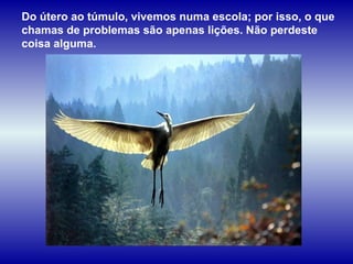 Do útero ao túmulo, vivemos numa escola; por isso, o que
chamas de problemas são apenas lições. Não perdeste
coisa alguma.
 