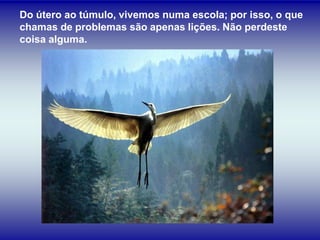 Do útero ao túmulo, vivemos numa escola; por isso, o que
chamas de problemas são apenas lições. Não perdeste
coisa alguma.
 