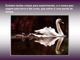 Existem tantas coisas para experimentar, e a nossa pas-
sagem pela terra é tão curta, que sofrer é uma perda de
tempo.
 