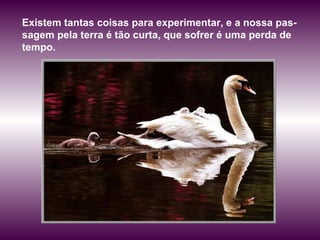 Existem tantas coisas para experimentar, e a nossa pas-sagem 
pela terra é tão curta, que sofrer é uma perda de 
tempo. 
 
