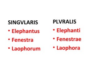 SINGVLARIS Elephantus  Fenestra  Laophorum  PLVRALIS Elephanti  Fenestrae  Laophora  