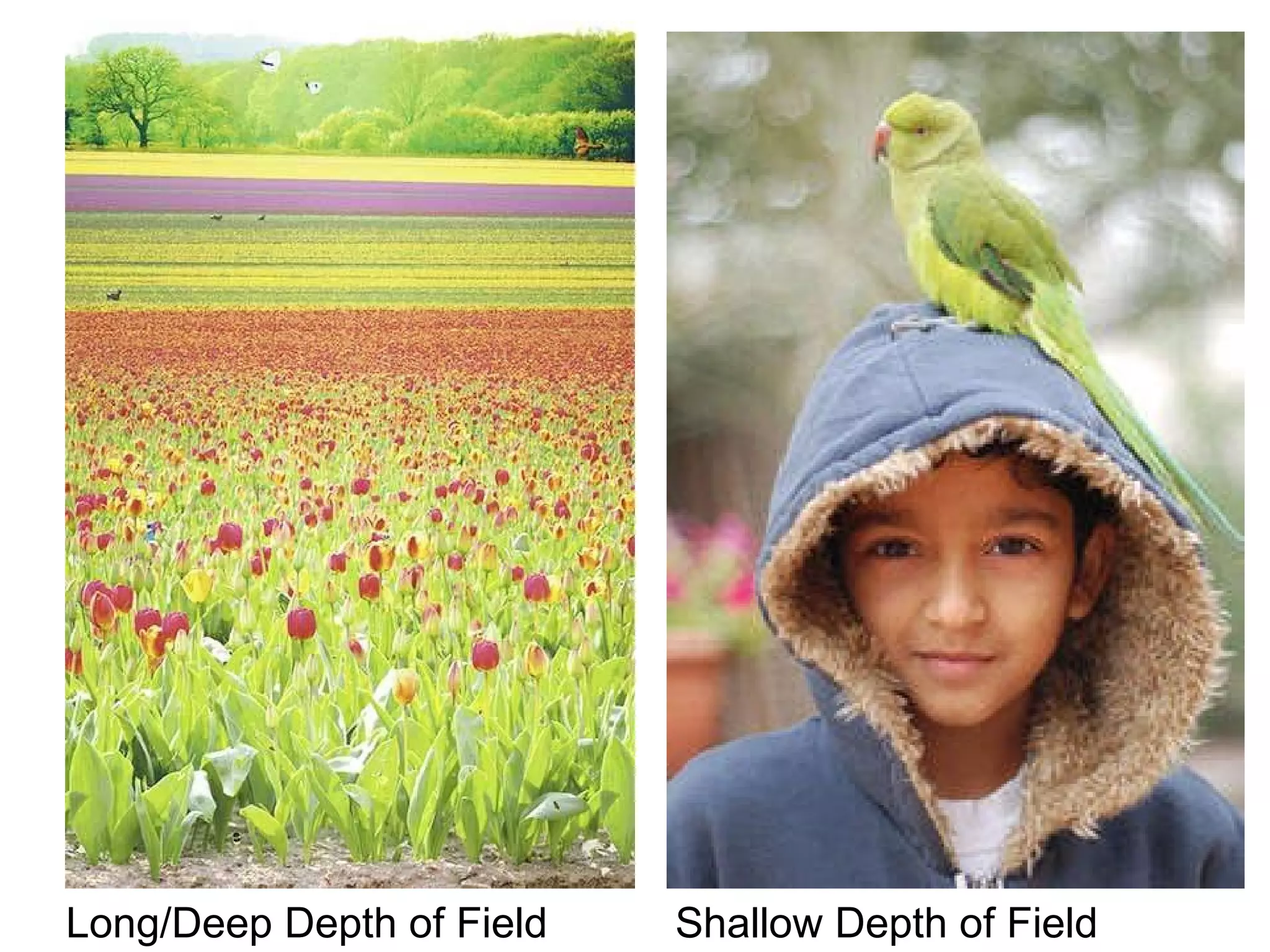 Long/Deep Depth of Field Shallow Depth of Field 