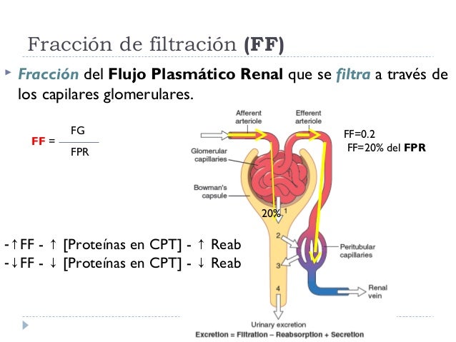 Resultado de imagen para Flujo sanguÃneo renal