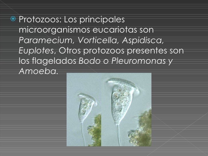 Depuracion De Agua Residual
