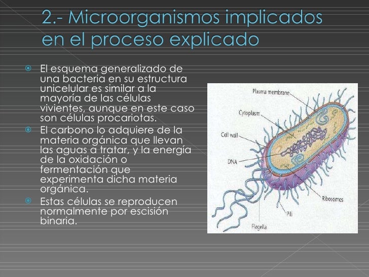 Depuracion De Agua Residual