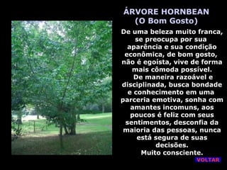 ÁRVORE HORNBEAN (O Bom Gosto) De uma beleza muito franca, se preocupa por sua  aparência e sua condição econômica, de bom gosto,  não é egoísta, vive de forma mais cômoda possível. De maneira razoável e disciplinada, busca bondade e conhecimento em uma  parceria emotiva, sonha com amantes incomuns, aos poucos é feliz com seus sentimentos, desconfia da maioria das pessoas, nunca está segura de suas decisões. Muito consciente. VOLTAR 