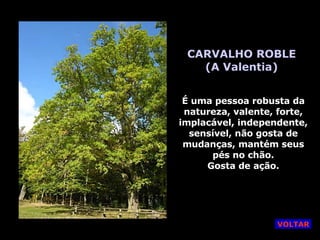 CARVALHO ROBLE (A Valentia) É uma pessoa robusta da natureza, valente, forte, implacável, independente, sensível, não gosta de mudanças, mantém seus pés no chão. Gosta de ação. VOLTAR 