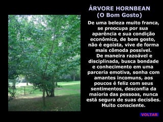 ÁRVORE HORNBEAN (O Bom Gosto) De uma beleza muito franca, se preocupa por sua  aparência e sua condição econômica, de bom gosto,  não é egoísta, vive de forma mais cômoda possível. De maneira razoável e disciplinada, busca bondade e conhecimento em uma  parceria emotiva, sonha com amantes incomuns, aos poucos é feliz com seus sentimentos, desconfia da maioria das pessoas, nunca está segura de suas decisões. Muito consciente. VOLTAR 