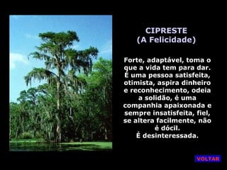 CIPRESTE
(A Felicidade)
Forte, adaptável, toma o
que a vida tem para dar.
É uma pessoa satisfeita,
otimista, aspira dinheiro
e reconhecimento, odeia
a solidão, é uma
companhia apaixonada e
sempre insatisfeita, fiel,
se altera facilmente, não
é dócil.
É desinteressada.
VOLTAR
 