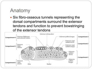 Anatomy
 Six fibro-osseous tunnels representing the
dorsal compartments surround the extensor
tendons and function to prevent bowstringing
of the extensor tendons
 
