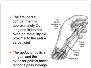  The first dorsal
compartment is
approximately 2 cm
long and is located
over the radial styloid
proximal to the radio-
carpal joint
 The abductor pollicis
longus and the
extensor pollicis brevis
tendons pass through
 