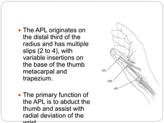 The APL originates on
the distal third of the
radius and has multiple
slips (2 to 4), with
variable insertions on
the base of the thumb
metacarpal and
trapezium.
 The primary function of
the APL is to abduct the
thumb and assist with
radial deviation of the
 