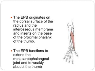  The EPB originates on
the dorsal surface of the
radius and the
interosseous membrane
and inserts on the base
of the proximal phalanx
of the thumb.
 The EPB functions to
extend the
metacarpophalangeal
joint and to weakly
abduct the thumb
 