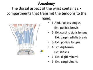 Anantomy
The dorsal aspect of the wrist contains six
compartments that transmit the tendons to the
hand.
• 1-Abd. Pollicis longus
Ext. pollicis brevis
• 2- Ext.carpi radialis longus
Ext. carpi radialis brevis
• 3- Ext. pollicis longus
• 4-Ext. digitorum
Ext. indicis
• 5- Ext. digiti minimi
• 6- Ext. carpi ulnaris
 