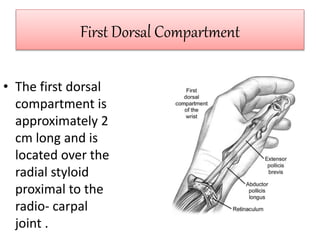 First Dorsal Compartment
• The first dorsal
compartment is
approximately 2
cm long and is
located over the
radial styloid
proximal to the
radio- carpal
joint .
 