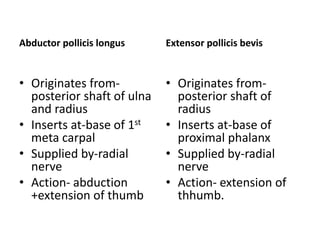 Abductor pollicis longus
• Originates from-
posterior shaft of ulna
and radius
• Inserts at-base of 1st
meta carpal
• Supplied by-radial
nerve
• Action- abduction
+extension of thumb
Extensor pollicis bevis
• Originates from-
posterior shaft of
radius
• Inserts at-base of
proximal phalanx
• Supplied by-radial
nerve
• Action- extension of
thhumb.
 