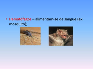 • Hematófagos – alimentam-se de sangue (ex:
  mosquito);
 