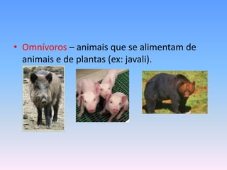 • Omnívoros – animais que se alimentam de
  animais e de plantas (ex: javali).
 