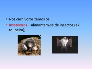 • Nos carnívoros temos os:
• Insetívoros – alimentam-se de insectos (ex:
  toupeira);
 