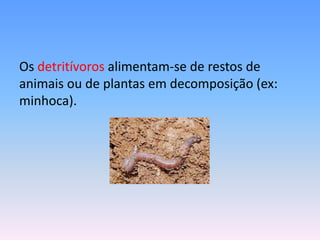 Os detritívoros alimentam-se de restos de
animais ou de plantas em decomposição (ex:
minhoca).
 