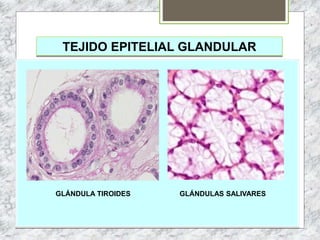TEJIDO EPITELIAL GLANDULAR
GLÁNDULA TIROIDES GLÁNDULAS SALIVARES
 