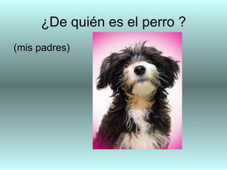 ¿De quién es el perro ?
(mis padres)
 