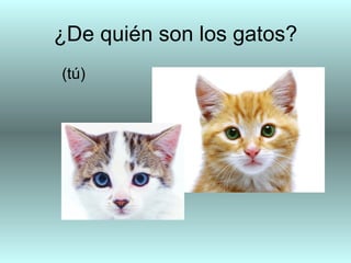 ¿De quién son los gatos?
(tú)
 