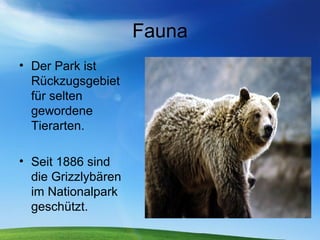 Fauna Der Park ist Rückzugsgebiet für selten gewordene Tierarten. Seit 1886 sind die Grizzlybären im Nationalpark geschützt.  