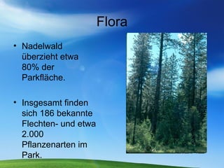 Flora Nadelwald überzieht etwa 80% der Parkfläche. Insgesamt finden sich 186 bekannte Flechten- und etwa 2.000 Pflanzenarten im Park. 
