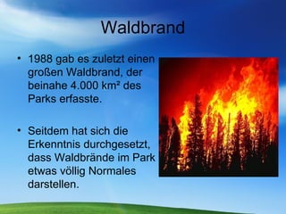 Waldbrand 1988 gab es zuletzt einen großen Waldbrand, der beinahe 4.000 km² des Parks erfasste. Seitdem hat sich die Erkenntnis durchgesetzt, dass Waldbrände im Park etwas völlig Normales darstellen. 
