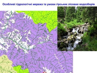 Особливі гідрологічні мережа та умови гірських лісових водозборів
 