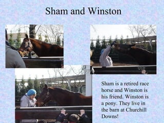 Sham and Winston Sham is a retired race horse and Winston is his friend. Winston is a pony. They live in  the barn at Churchill Downs! 