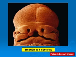 Embrión de 5 semanas
                   Fotos de Lennart Nilsson
 
