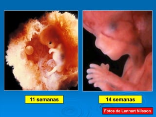 11 semanas   14 semanas

             Fotos de Lennart Nilsson
 