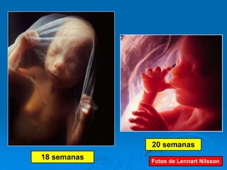 20 semanas
18 semanas   Fotos de Lennart Nilsson
 