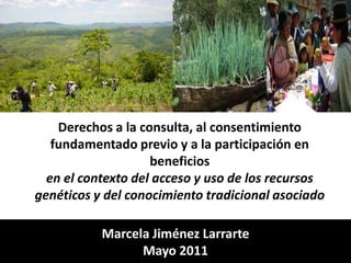 Derechos a la consulta, al consentimiento fundamentado previo y a la participación en beneficios en el contexto del acceso y uso de los recursos genéticos y del conocimiento tradicional asociado Marcela Jiménez Larrarte Mayo 2011 