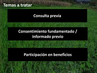 Derechos a la consulta, al consentimiento fundamentado previo y a la participación en beneficios  en el contexto del acceso y uso de los recursos genéticos y del conocimiento tradicional asociado