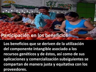 Derechos a la consulta, al consentimiento fundamentado previo y a la participación en beneficios  en el contexto del acceso y uso de los recursos genéticos y del conocimiento tradicional asociado