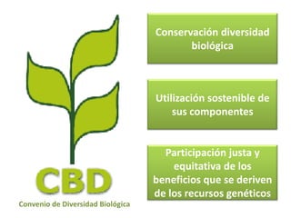 Derechos a la consulta, al consentimiento fundamentado previo y a la participación en beneficios  en el contexto del acceso y uso de los recursos genéticos y del conocimiento tradicional asociado